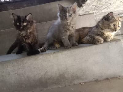 Mother cat with cute kittens for sale . . . .