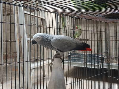 African Grey Female