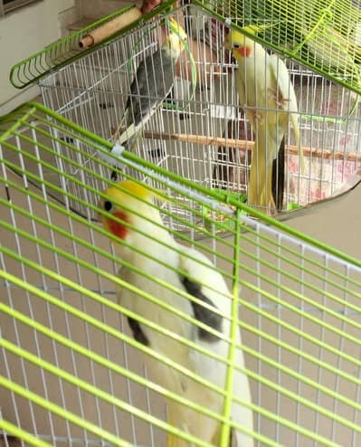 cocktail breeding pair