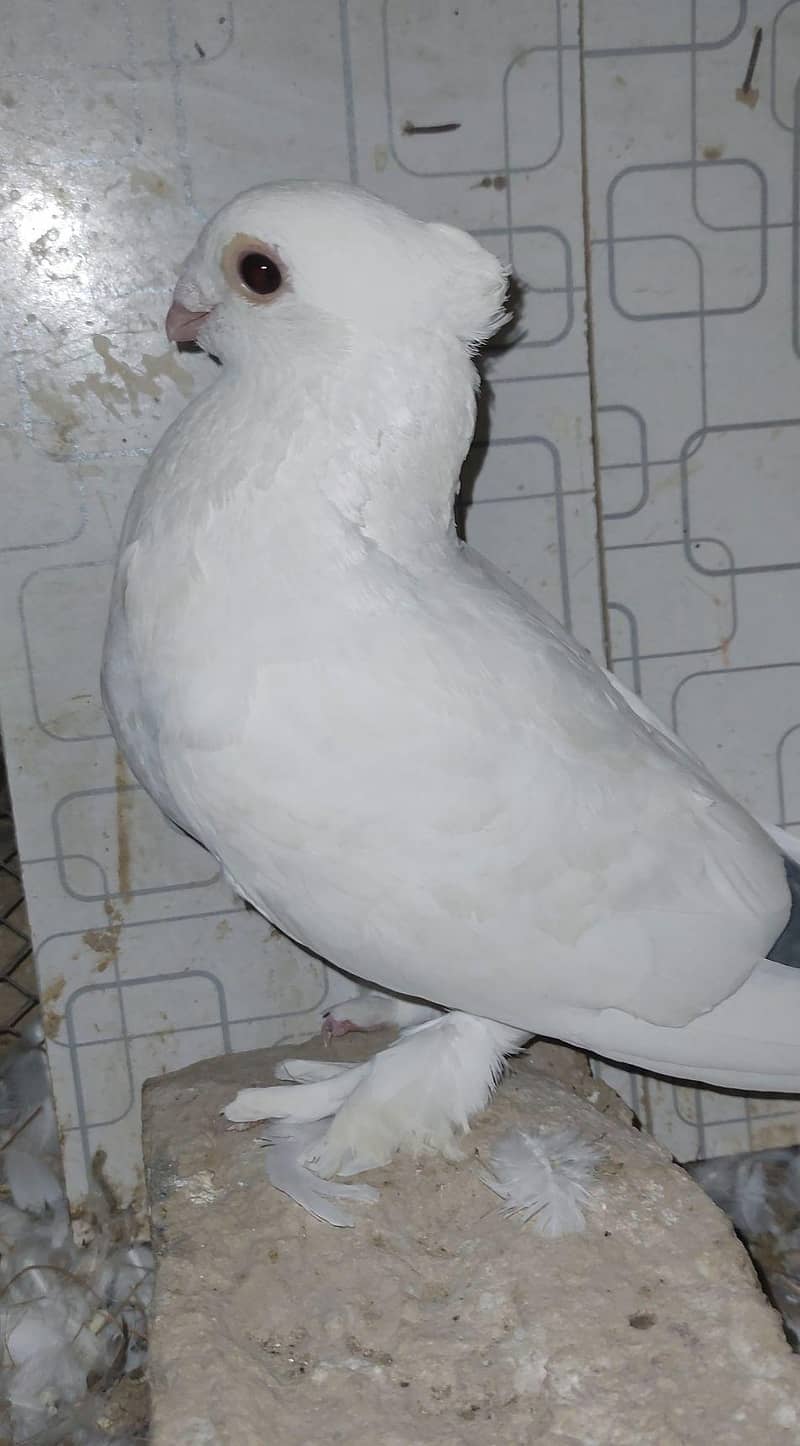 Sentient Kabutar 1
