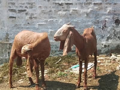 Beetsl Goat | Brown Pakistani Goat Breed | Long Ears & Tall body