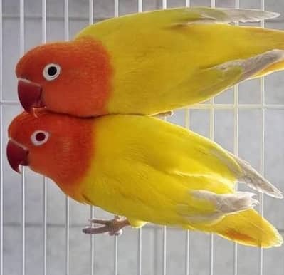 lotino pasnata breeder pair