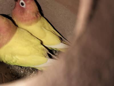 lotino pasnata breeder pair