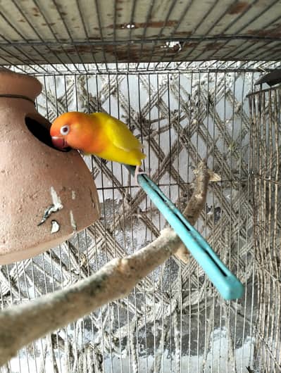 lotino pasnata breeder pair