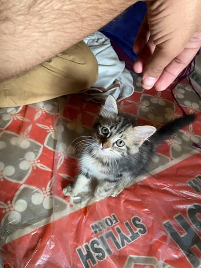persion Cat tiger shape