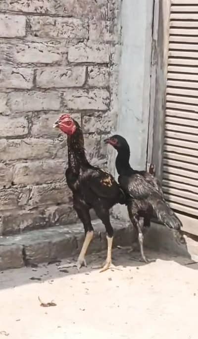 4 Months Old Aseel Thai Pair – Black & Golden Touch