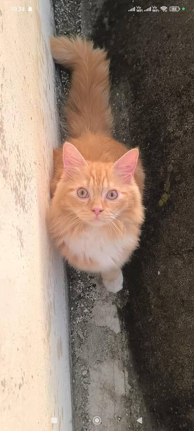looking for new home