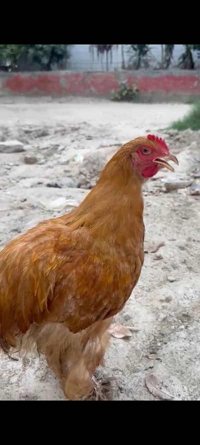 Male Golden Buff for sale