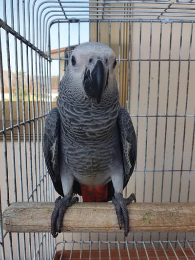 Grey Parrot Chick