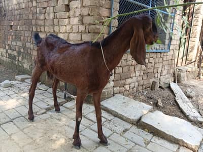 خوبصورت بربری بیتل مکس  نسل کی بکری