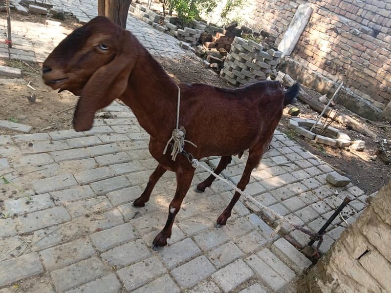 خوبصورت بربری بیتل مکس  نسل کی بکری 2