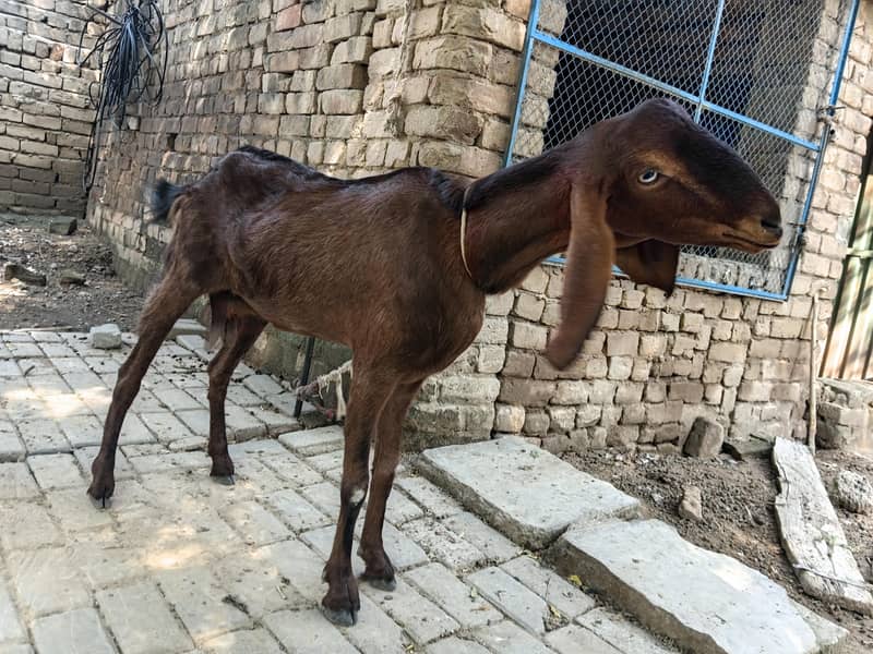 خوبصورت بربری بیتل مکس  نسل کی بکری 3