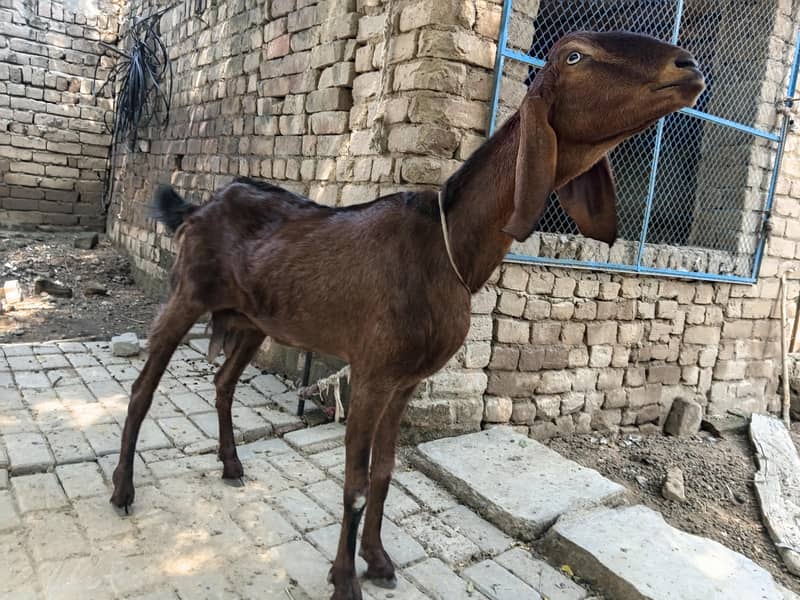 خوبصورت بربری بیتل مکس  نسل کی بکری 5