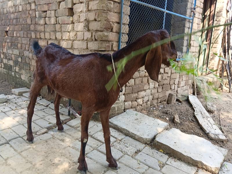 خوبصورت بربری بیتل مکس  نسل کی بکری 6