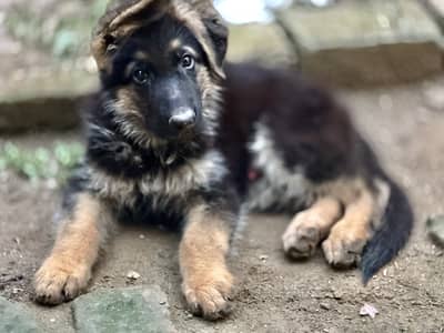 German shepherd male puppy