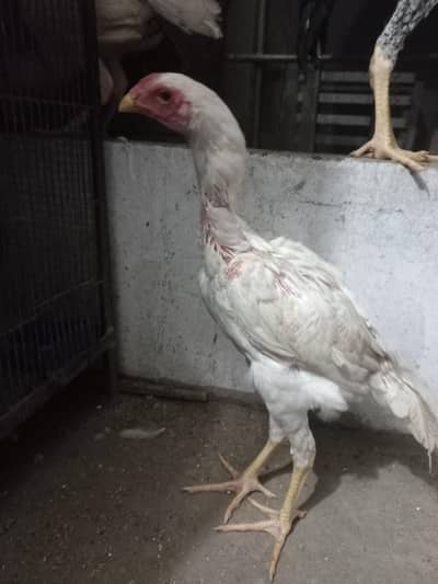 White shamo