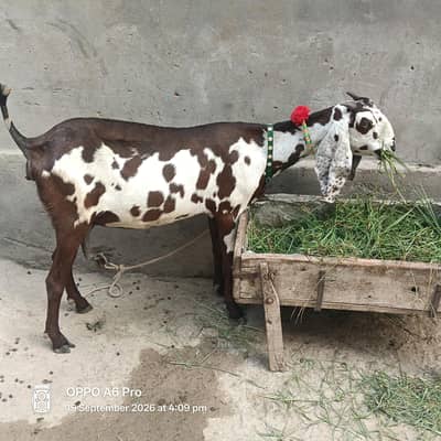 ghban path for saleb4month 8day ki ghban black path 4month 25da 2 hain