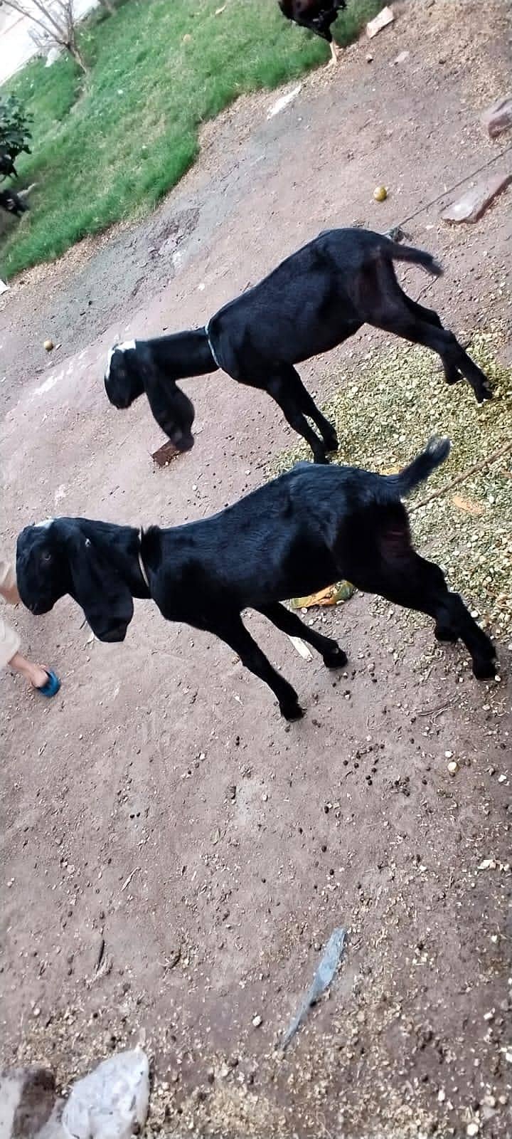 4 goats 0