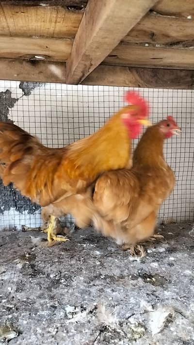 Golden Bantam Pair for sale.