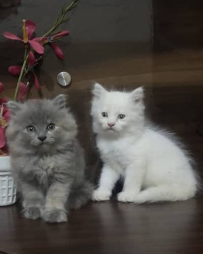 Persian kitten | Semi punch face