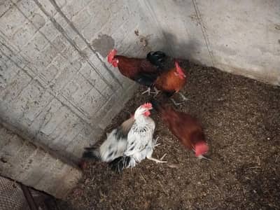 Desi Murghay for sale