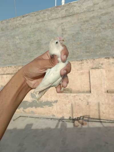 love birds pair