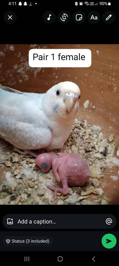 Budgies breeder pair