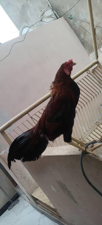 Aseel sindhi breeder male