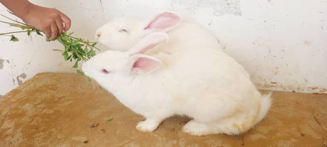 Newziland white rabbit pair ready to breed