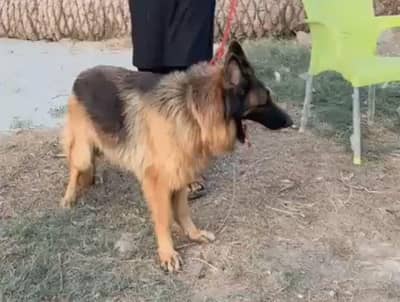 German Shepherd Triple Coated