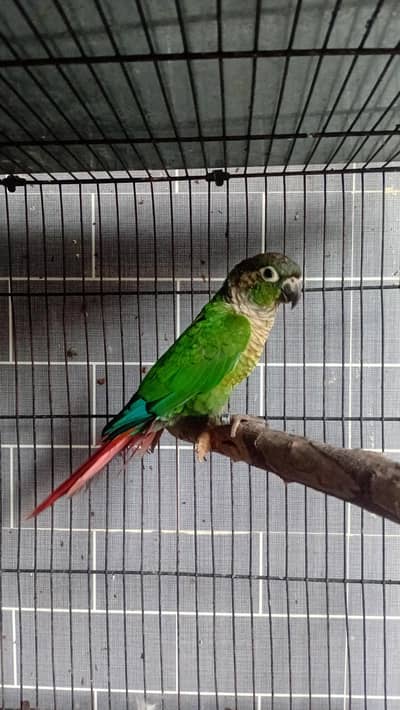Green cheek conure adult dna male