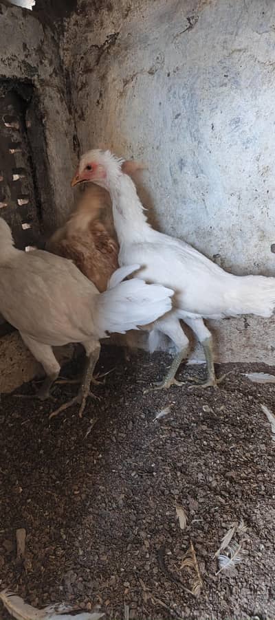 Paper White Thai, Shamo Chicks Blue Dragon for sell
