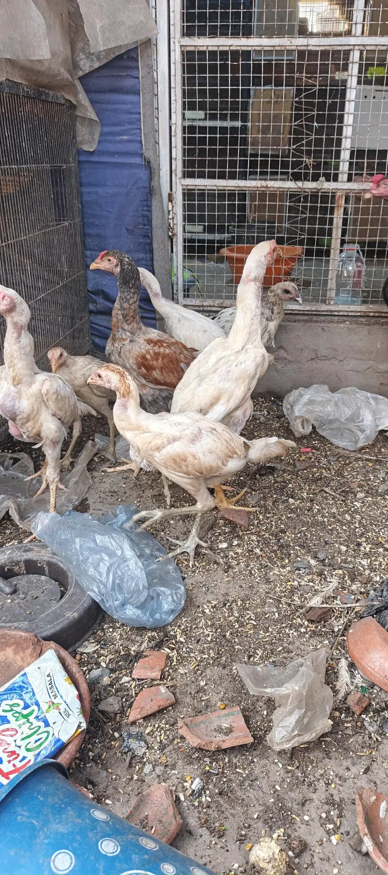 Paper White Thai, Shamo Chicks Blue Dragon for sell — photo 2