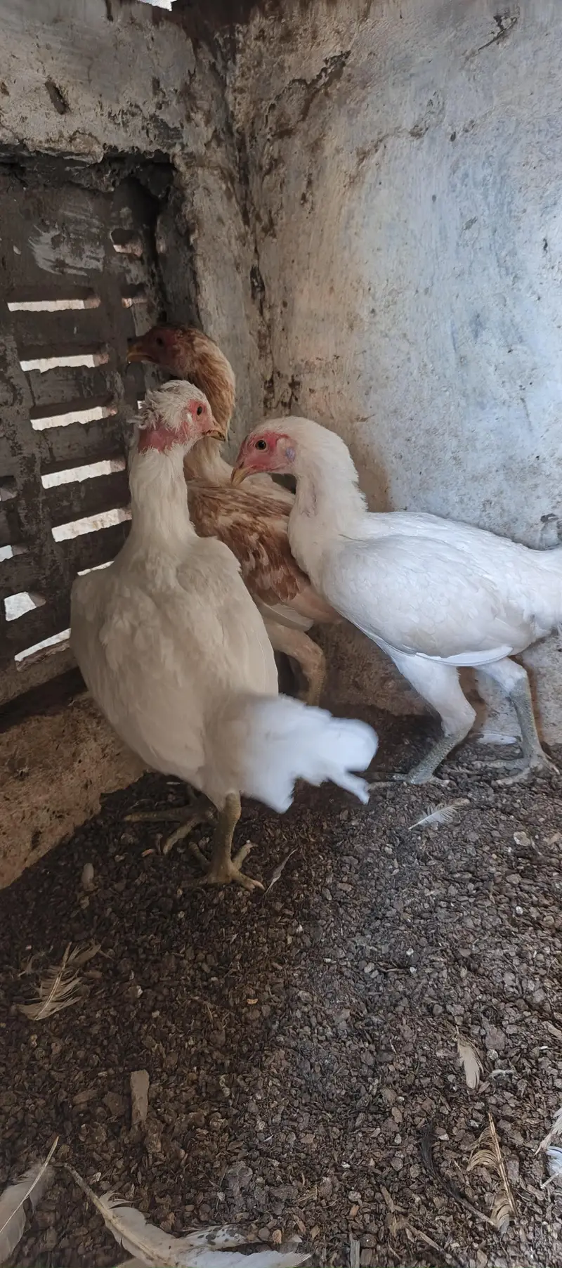 Paper White Thai, Shamo Chicks Blue Dragon for sell — photo 4