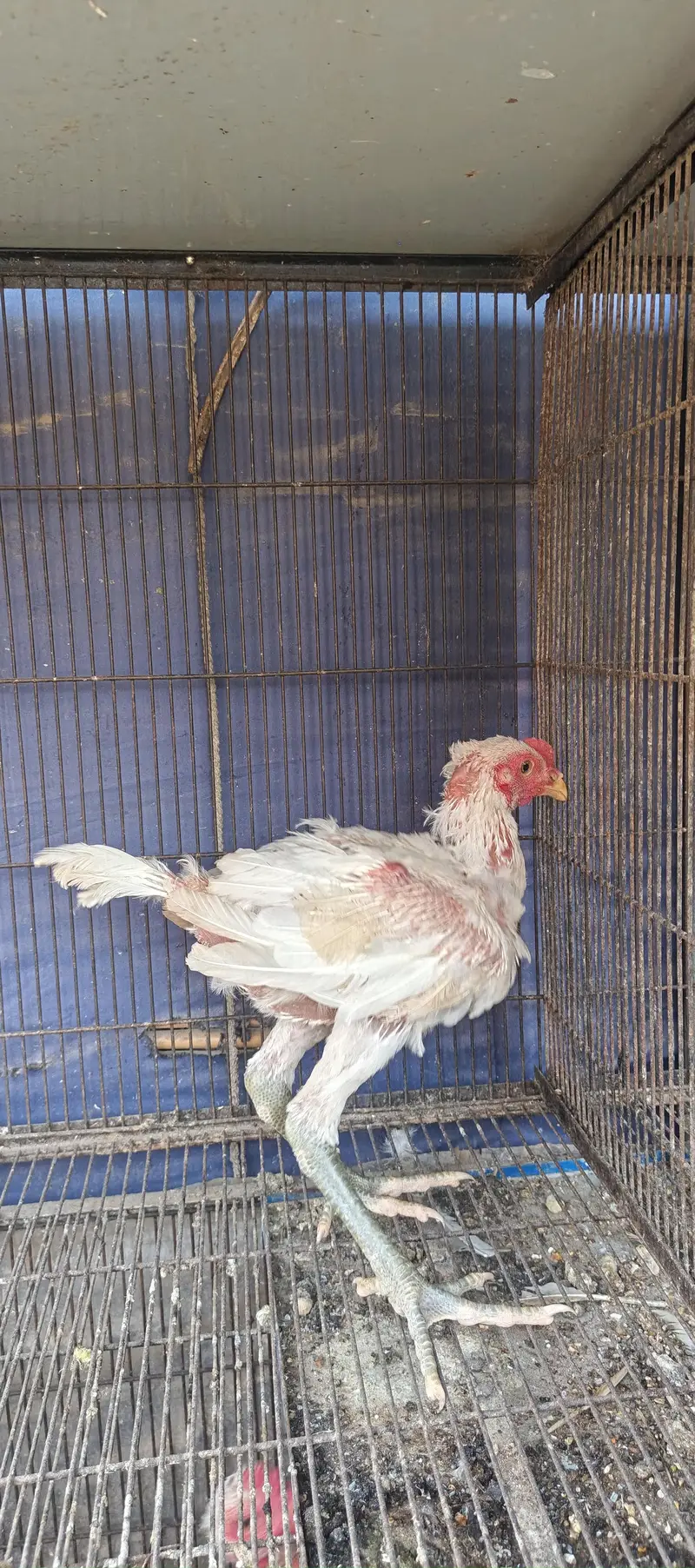 Paper White Thai, Shamo Chicks Blue Dragon for sell — photo 5