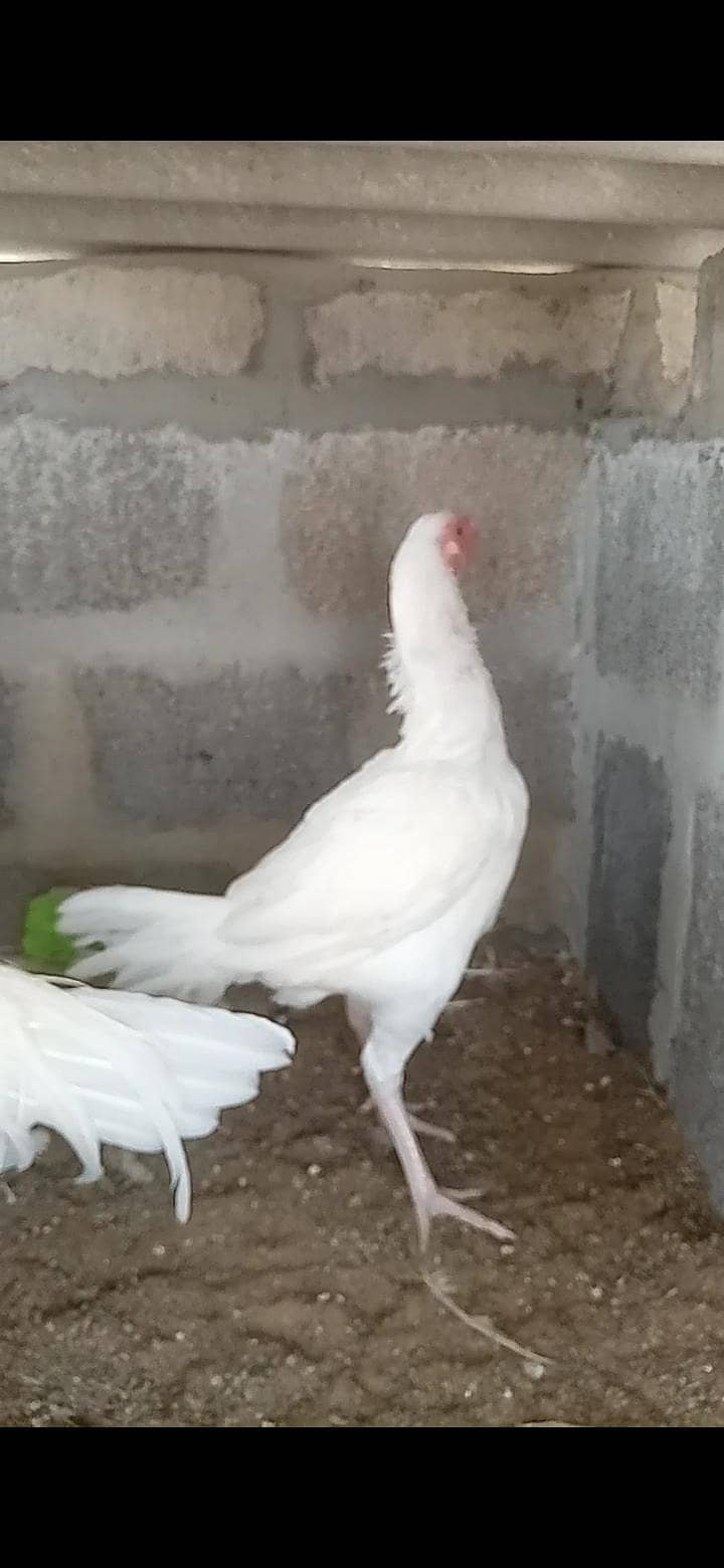 owais 4