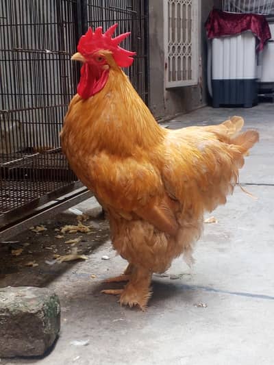 male golden puff full active and healthy