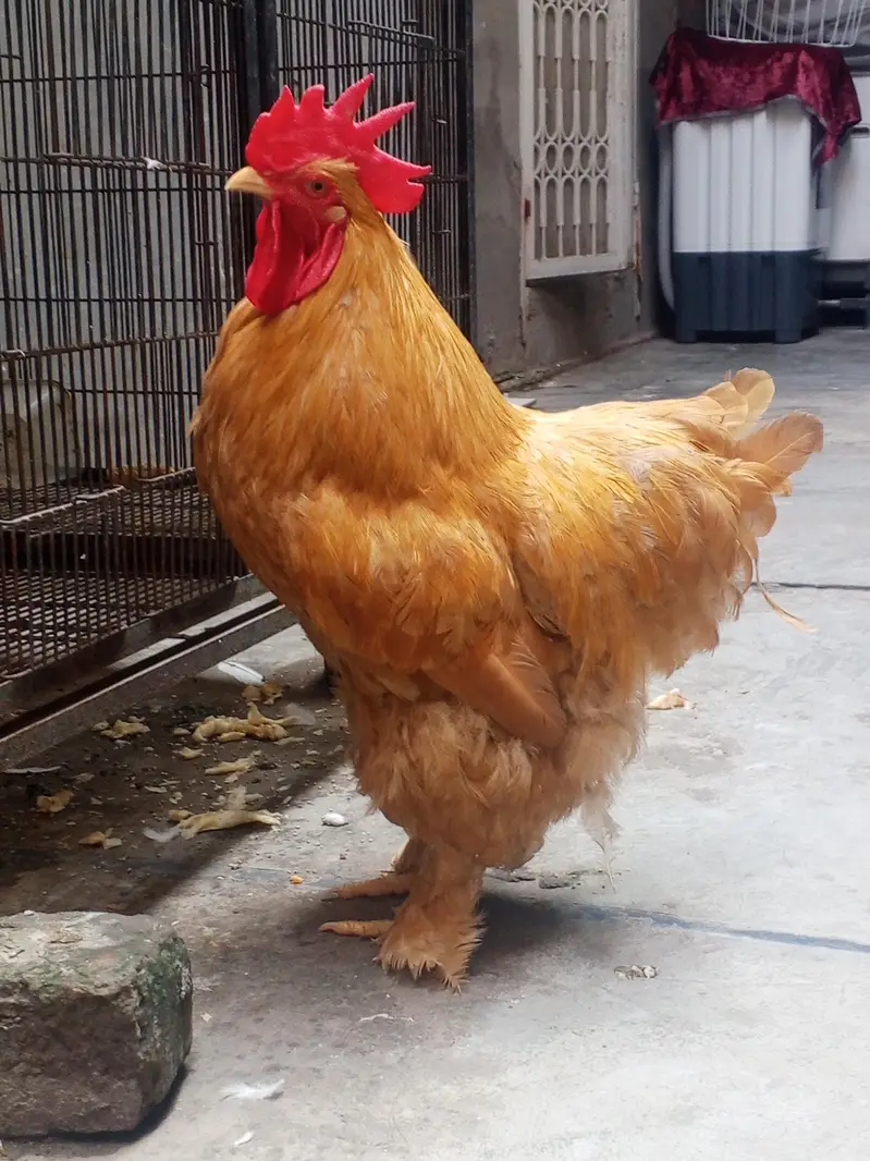 male golden puff full active and healthy