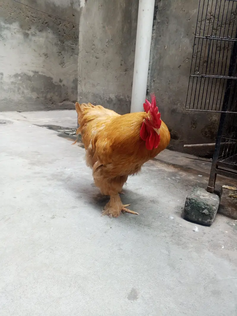 male golden puff full active and healthy — photo 3
