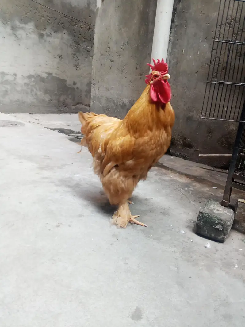 male golden puff full active and healthy — photo 4