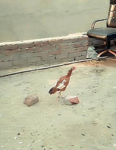 Naya murghi Mianwali