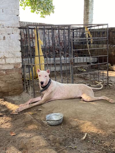 sale gulter female