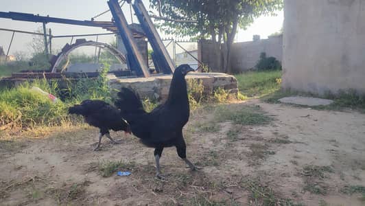 Australorp  chicks for sale