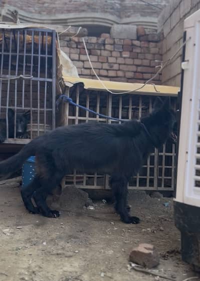 Black German male boy available for new home family dog hai