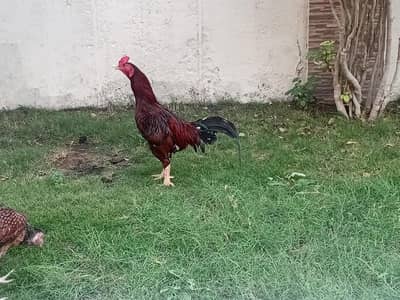 aseel 1 male 2 female 4 chicks