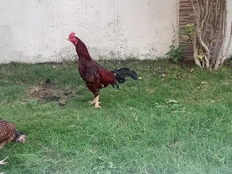 aseel 1 male 2 female 4 chicks