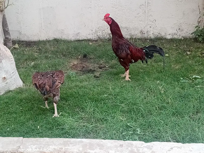 aseel 1 male 2 female 4 chicks — photo 2