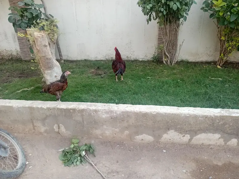 aseel 1 male 2 female 4 chicks — photo 3