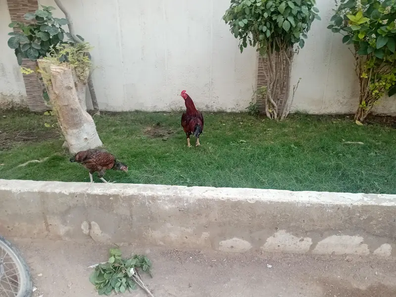 aseel 1 male 2 female 4 chicks — photo 4