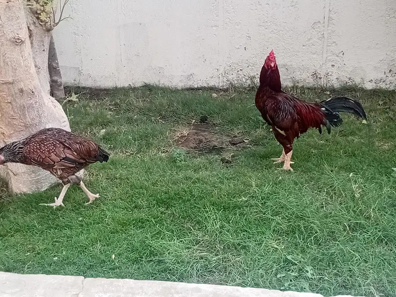 aseel 1 male 2 female 4 chicks — photo 5